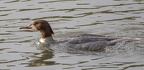 Favourite Bird Photographs