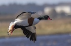 Martin Mere 260124 - 1