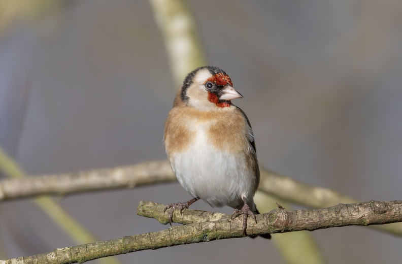 Martin Mere 260124 - 8.jpg