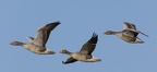 Martin Mere 260124 - 15