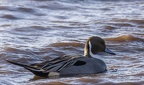 Martin Mere 260124 - 16