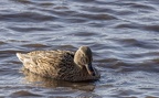 Martin Mere 260124 - 17