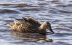 Martin Mere 260124 - 18