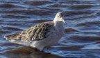 Martin Mere 260124 - 19