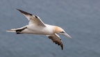 Bempton Cliffs