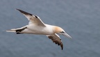 Bempton Cliffs