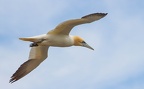 Bempton Cliffs - 2