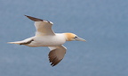 Bempton Cliffs - 3