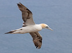 Bempton Cliffs - 4
