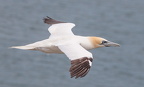 Bempton Cliffs - 5