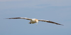 Bempton Cliffs - 7