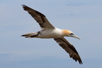 Bempton Cliffs - 8