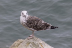 Great Orme Walk 2024 - 5
