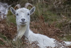 Great Orme Walk 2024 - 10