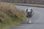 Great Orme Walk 2024 - 11