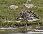 Conway RSPB Nov 2024 - 1