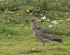 Conway RSPB Nov 2024 - 2
