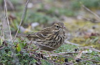 Conway RSPB Nov 2024 - 3