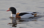 Martin Mere 1124 - 4