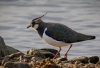 Martin Mere 1124 - 12
