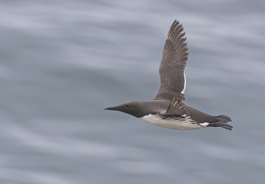 Bempton Cliff July 2025