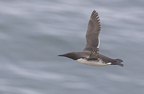 Bempton Cliff July 2025