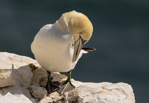 Bempton Cliffs 2026 - 2