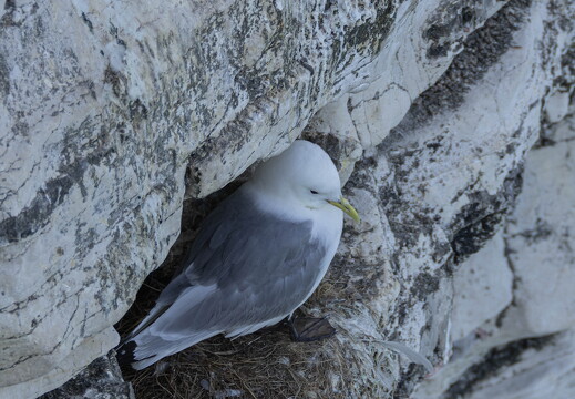 Bempton Cliffs 2026 - 3