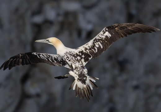 Bempton Cliffs 2026 - 4