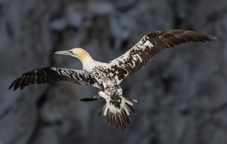 Bempton Cliffs 2026 - 4.jpg