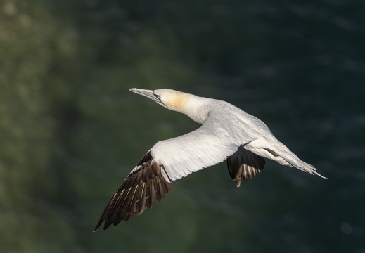 Bempton Cliffs 2026 - 5