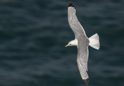 Bempton Cliffs 2026 - 6