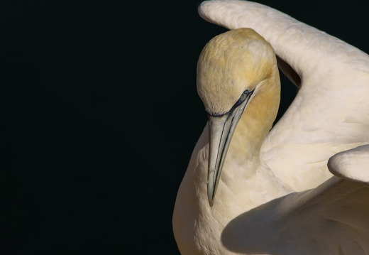 Bempton Cliffs 2026 - 7