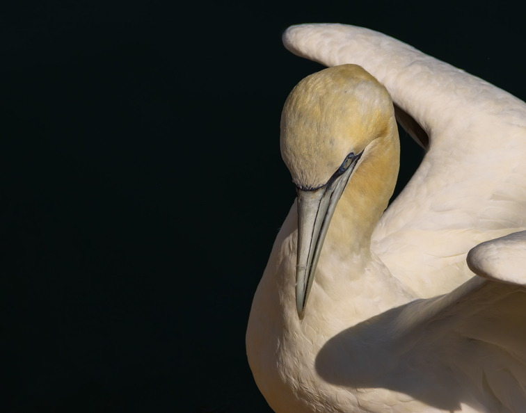 Bempton Cliffs 2026 - 7.jpg