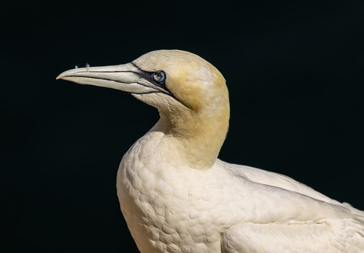 Bempton Cliffs 2026 - 8