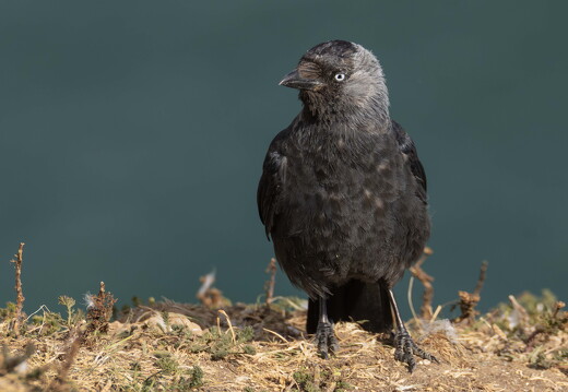 Bempton Cliffs 2026 - 9