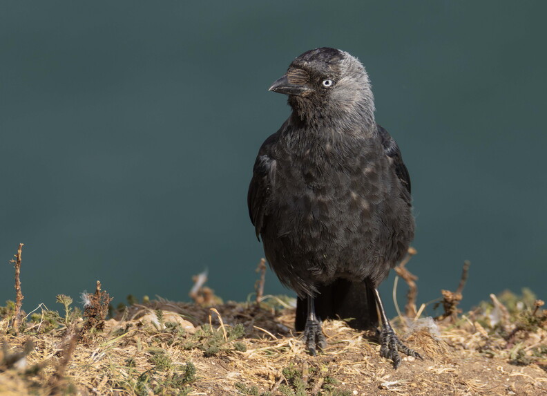 Bempton Cliffs 2026 - 9.jpg