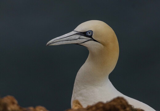 Bempton Cliffs 2026 - 10