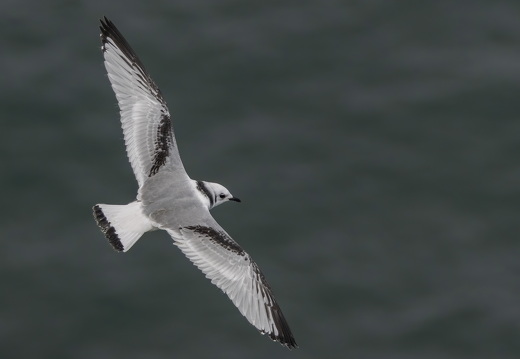 Bempton Cliffs 2026 - 11