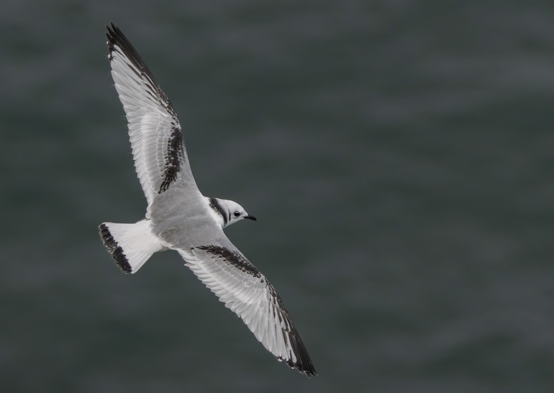 Bempton Cliffs 2026 - 11.jpg