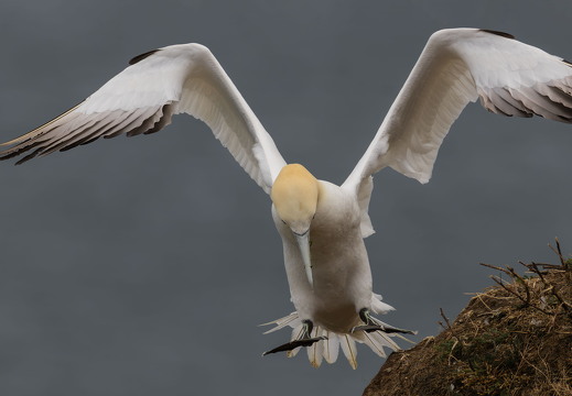 Bempton Cliffs 2026 - 12