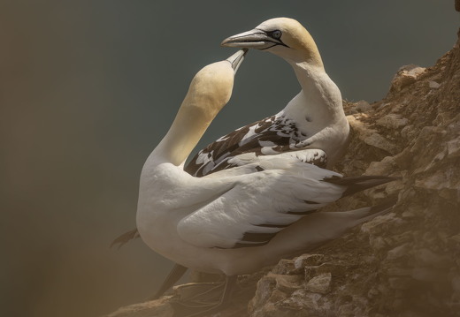 Bempton Cliffs 2026