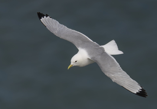Bempton Cliffs 2026 - 14