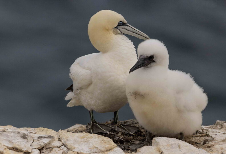 Bempton Cliffs 2026 - 15.jpg