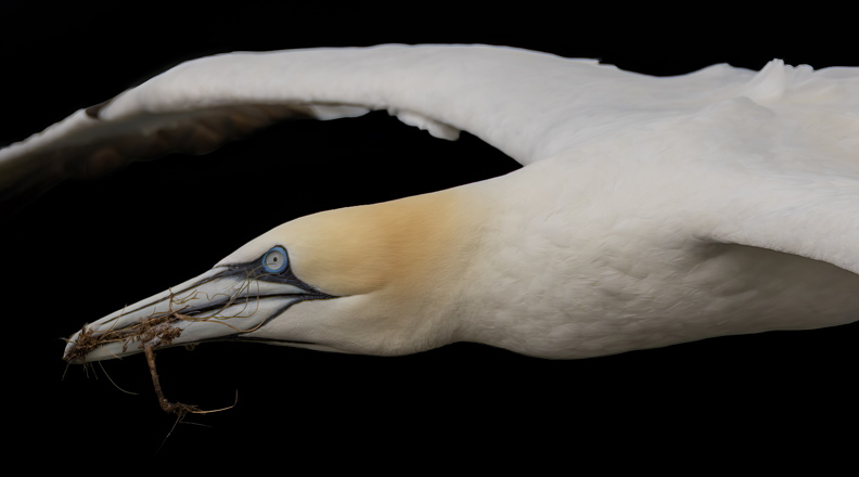 Bempton Cliffs 2026 - 18.jpg